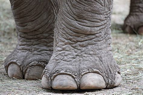 Elephant Foot Pictures, Images and Stock Photos - iStock