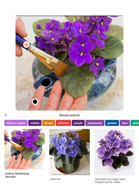 Pin by Sue Harris on Indoor Gardens | African violets, African violet ...