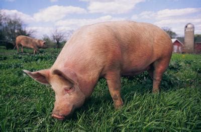 The Good & Poor Qualities About Duroc Pigs | Animals - mom.me