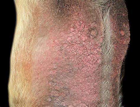 12 Pictures of Dog Scabies [With Veterinarian Comments]