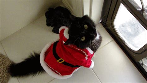 Christmas Cat GIF - Find & Share on GIPHY