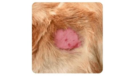 Staph Skin Infection in Dogs | Best 3 Antibiotics | Pet Care