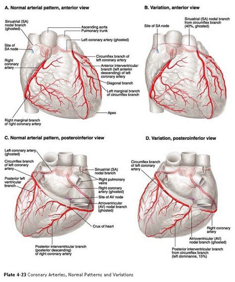 Medical Textbook in The Net: Coronary Circulation | Cardiac nursing ...