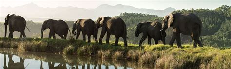 Knysna Elephant Park Garden Route Attractions