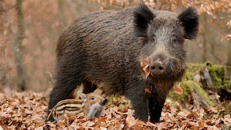 Wild Pigs - NWF | Ranger Rick