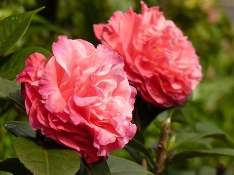 Premium Photo | Closeup shot of beautiful pink camellia in the garden