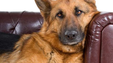 Symptoms of Arthritis in Dogs - Learn About Nature