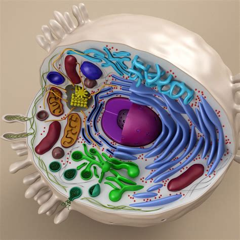 cell animal 3d model | Cells project, Animal cell project, Animal cell