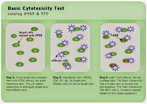 Research: Cytotoxicity