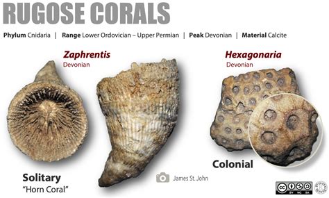 Fossils of the Paleozoic: Phylum Cnidaria (The Corals) – Laboratory ...