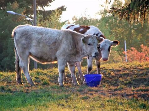 The two cows stock photo. Image of agriculture, outdoor - 116515008