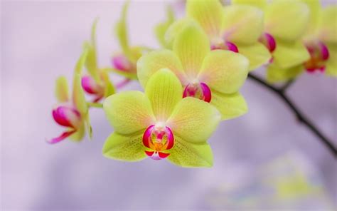 Green orchids, tropical flowers, potted plants, orchids branch, beautiful flowers, HD wallpaper ...