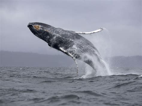 Humpback Whale Wallpapers - Wallpaper Cave