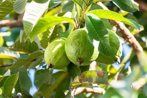 VNR Guava Farming: Cultivation Practices and Production Management