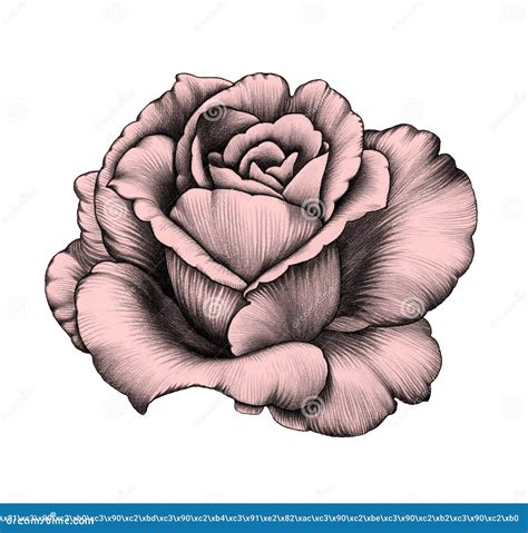 Rose. Pencil Drawing. stock illustration. Image of colors - 60973475