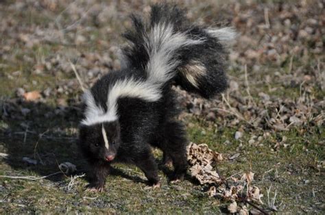 Animals in Prince Edward Island