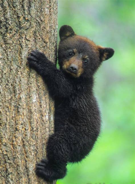 This Cute Black Bear Cub 🐻 : r/cuteanimals