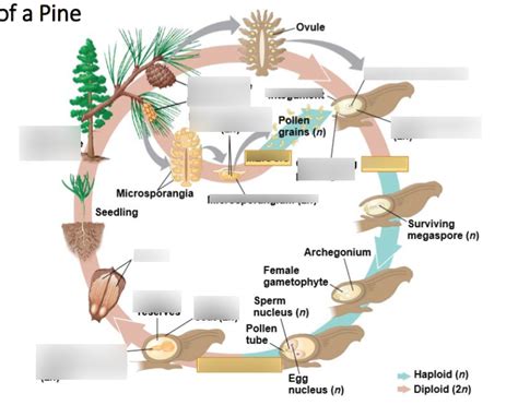 Pine Life Cycle Diagram