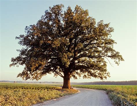 Bur Oak (Burr Oak) Mossycup Oak | MDC Discover Nature