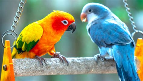 Top 10 Most Popular Pet Birds in the World