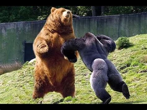 Gorilla Fighting Bear