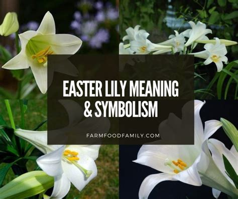 Easter Lily: Meaning & Symbolism Of Lilium Longiflorum