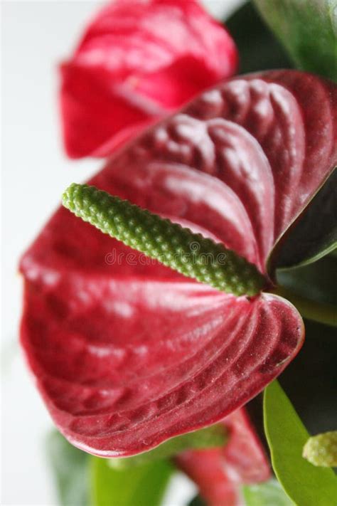 Close Up of Red Anthurium Flower Stock Photo - Image of family, laceleaf: 261242630