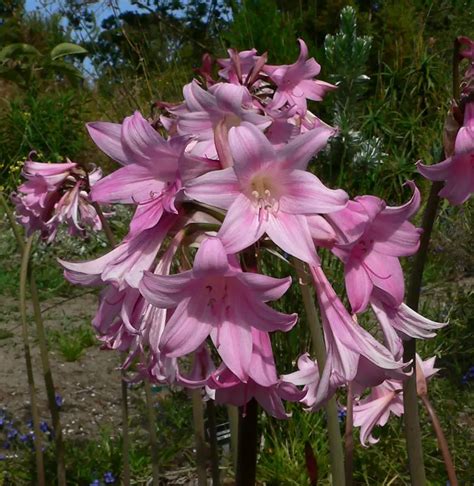 Amaryllis Flower - Interesting Facts and Meaning – A to Z Flowers