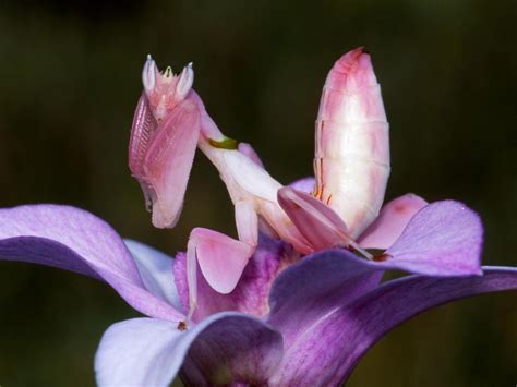 Orchid Mantis: The super power of this stealthy insect | Daily Telegraph