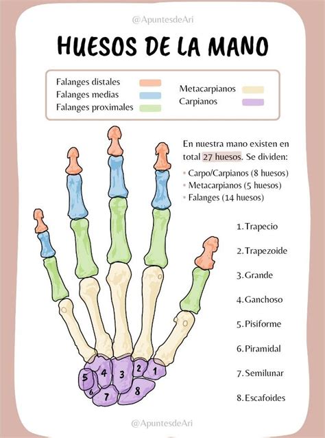 Huesos de la mano – Artofit