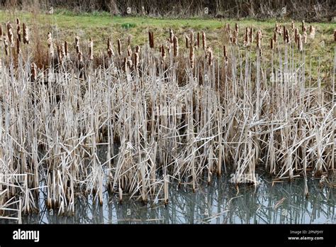 Fluffy Bulrushes ( Scirpus lacustris ) turning to Seed in a Pond Bourton on the Water ...