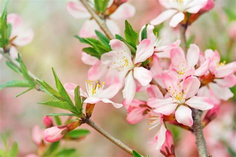 Peach Flowers Wallpaper - WallpaperSafari