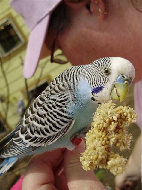 280 best images about Parakeets on Pinterest | Watches, Bird cages and Pets