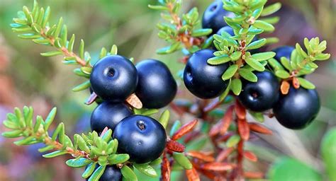 Wild Berries of Alaska: Edible Plants & Fruits | Berries, Wild berry, Benefits of berries