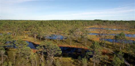 Swamp Viru in Estonia.the Nature of Estonia. Stock Photo - Image of ...