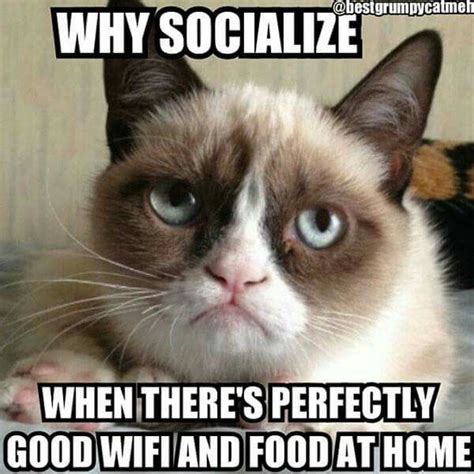 Lol. My feelings exactly Grumpy Cat! | Funny grumpy cat memes, Grumpy cat quotes, Funny cat memes