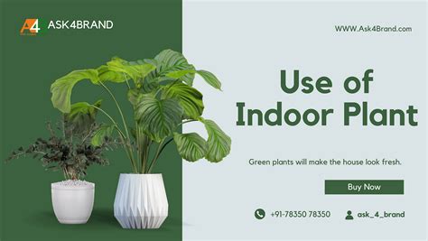 What is the use of Indoor Plant in Our Life ? | by Ask4 Brand | May ...