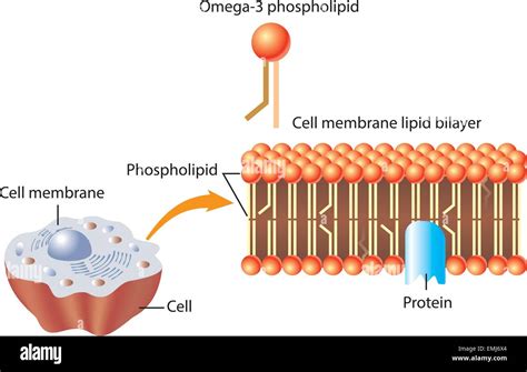 Omega-3 Phospholipid and skin cell membrane lipid layer structure Stock Vector Art ...