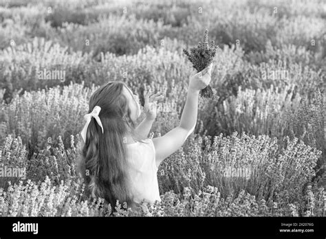 elegant summer girl in lavender field enjoying freedom and nature. summer girl with of lavender ...
