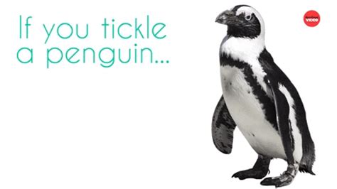 Penguin Hug GIF by BuzzFeed - Find & Share on GIPHY