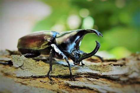 Rhinoceros Beetle » Pet Profile: Care, Food, Terrarium