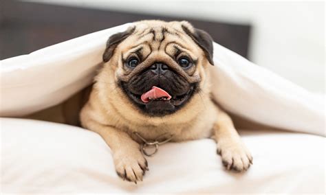 Pug Dog Breed: Characteristics, Care & Photos | BeChewy