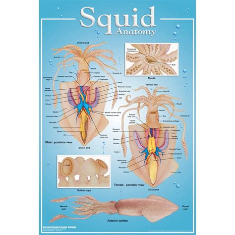 Squid Anatomy Poster, Color, Illustrates Internal Anatomy Of Male And ...
