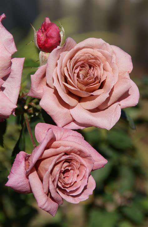 mauve roses - Google Search | Flowers | Pinterest | Rose, Flowers and Gardens