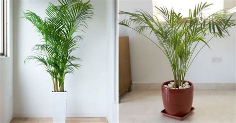 25 Best Types Of Indoor Palm Trees To Improve Your Decor