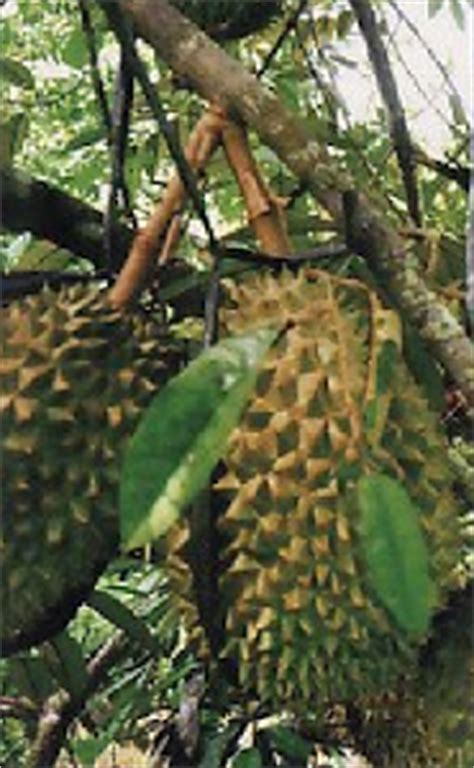 Cara merawat dan metode Perawatan Pohon Durian Bawor Bhinneka diantaranya