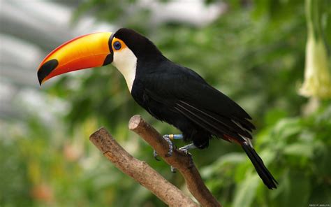 Toucan Wallpapers - Wallpaper Cave