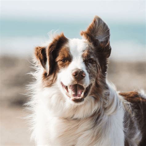 How To Groom A Border Collie | Groomers Online