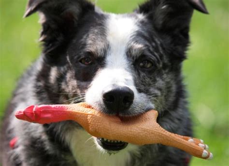 Dogs Playing With Squeaky Toys