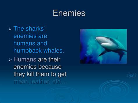 PPT - SHARKS PowerPoint Presentation, free download - ID:308671